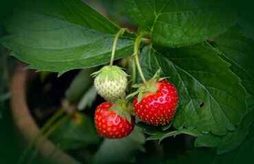 fragole sospese