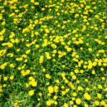 fiori da prato
