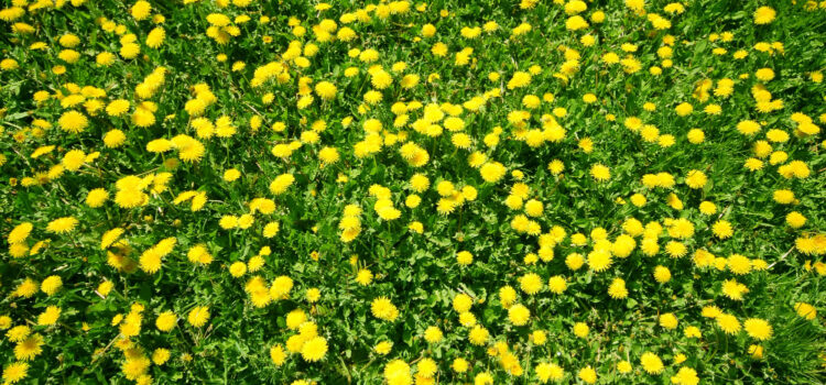 fiori da prato